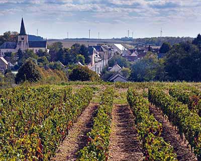 Пуйи-сюр-Луар виноградник