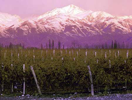 Перу виноградник