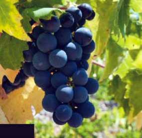 Плавак Мали - сорт винограда