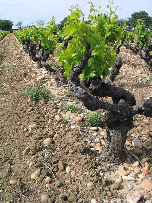 Андалусия виноградник