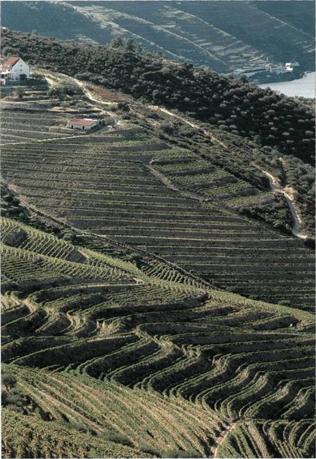 виноградник Португалии