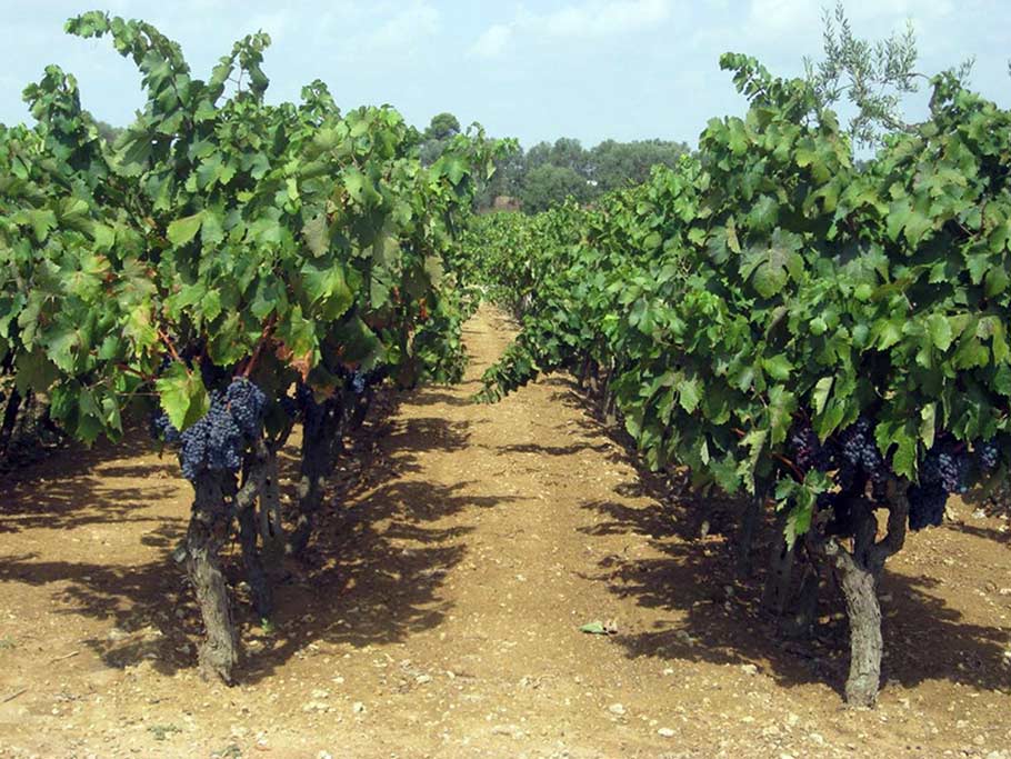 Сардиния виноградник