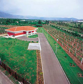 Босния и Герцеговина - виноградник