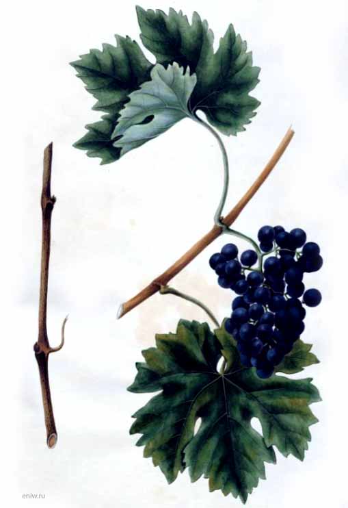 Пино Меньё - сорт винограда