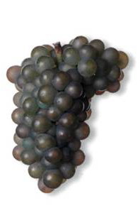 Грауэр Бургундер - сорт винограда