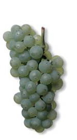 Шойребе   - сорт винограда