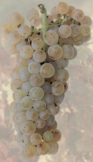 Шардоне - сорт винограда