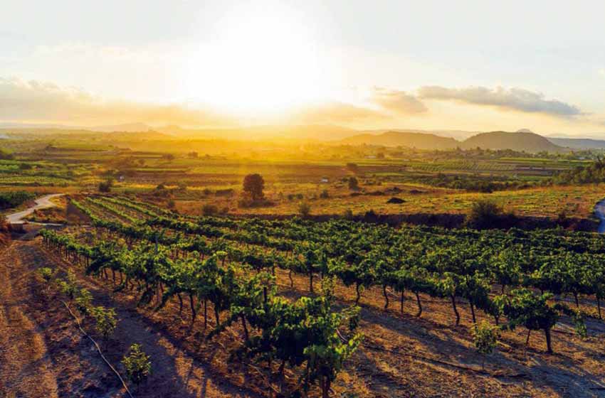 Центральный район Испании -  виноградник