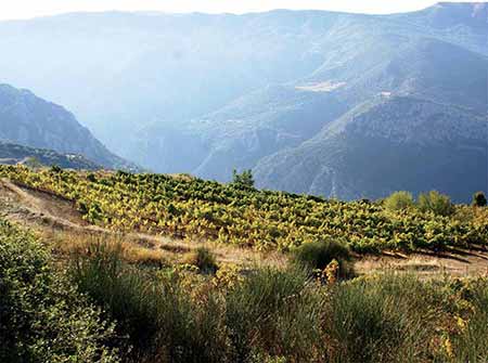 Македония (Греция)  виноградники 