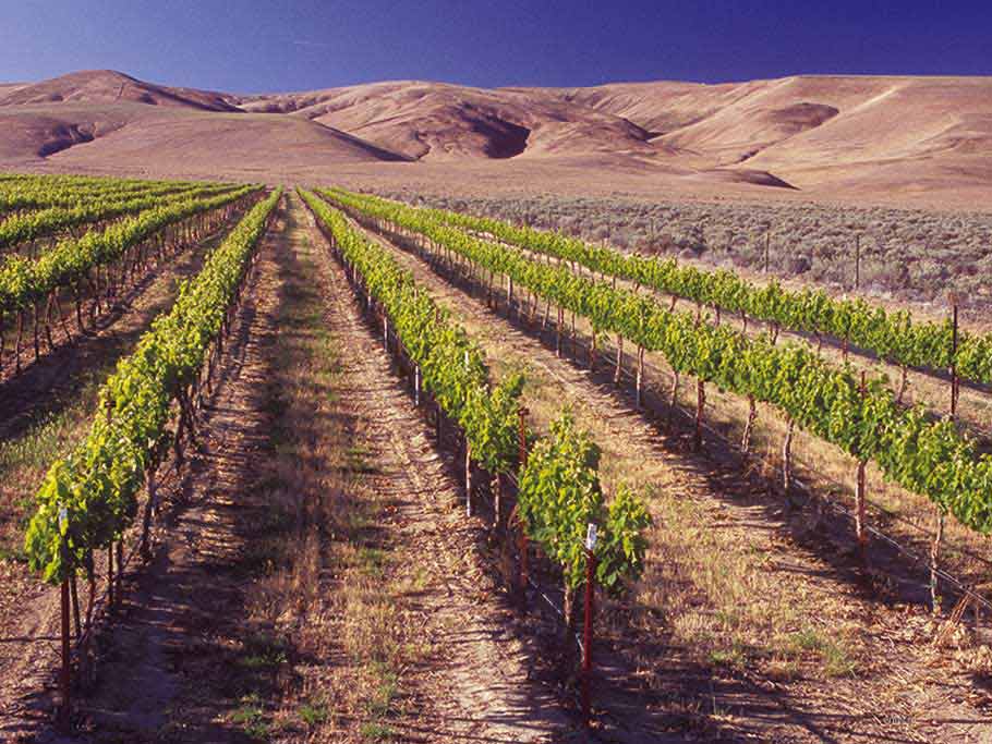 Mendoza виноградник