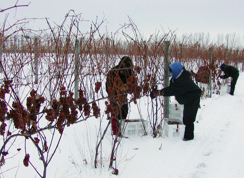 сбор замороженного винограда на Мичиган