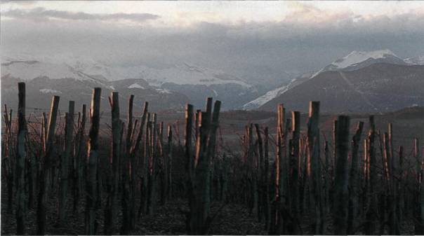 виноградник у подножья Пиренеев