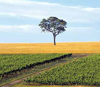 южная австралия виноградник