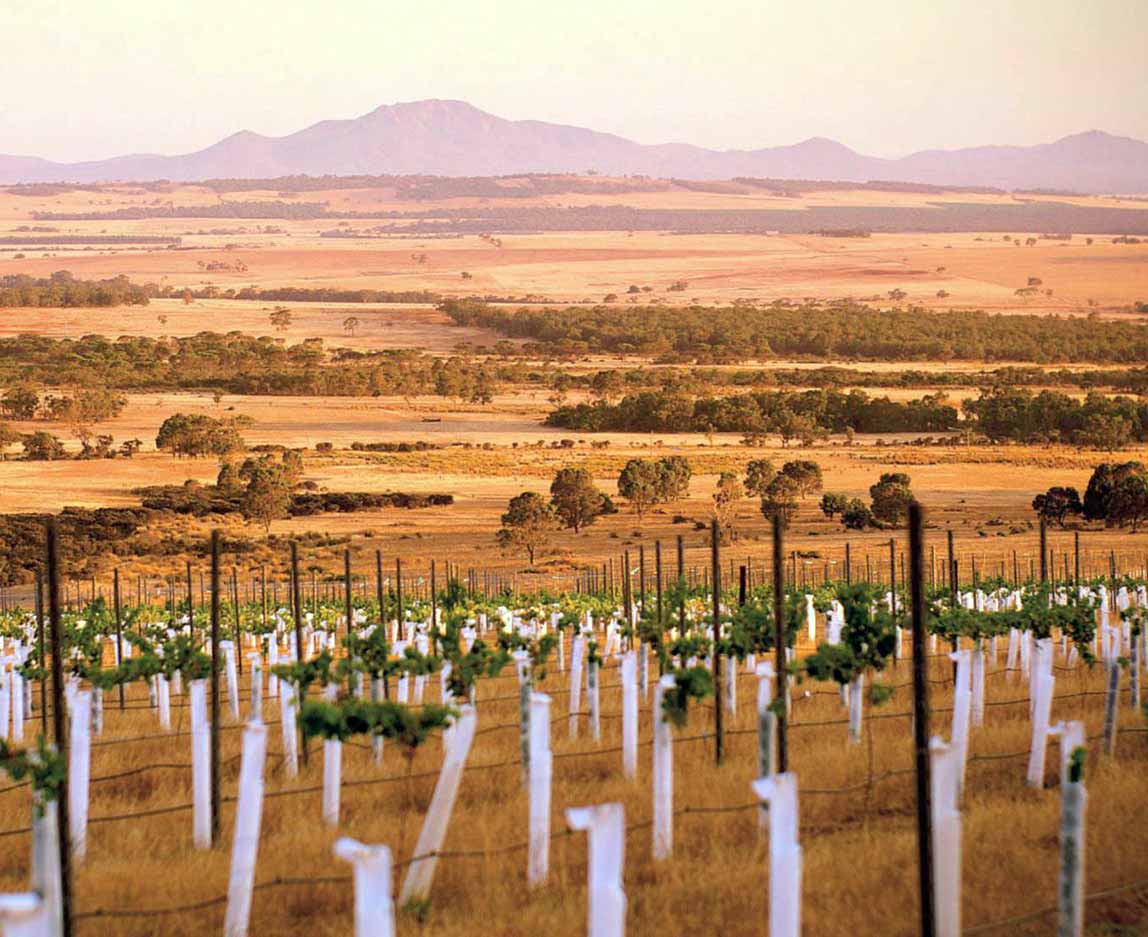 виноградник Южная Австралия