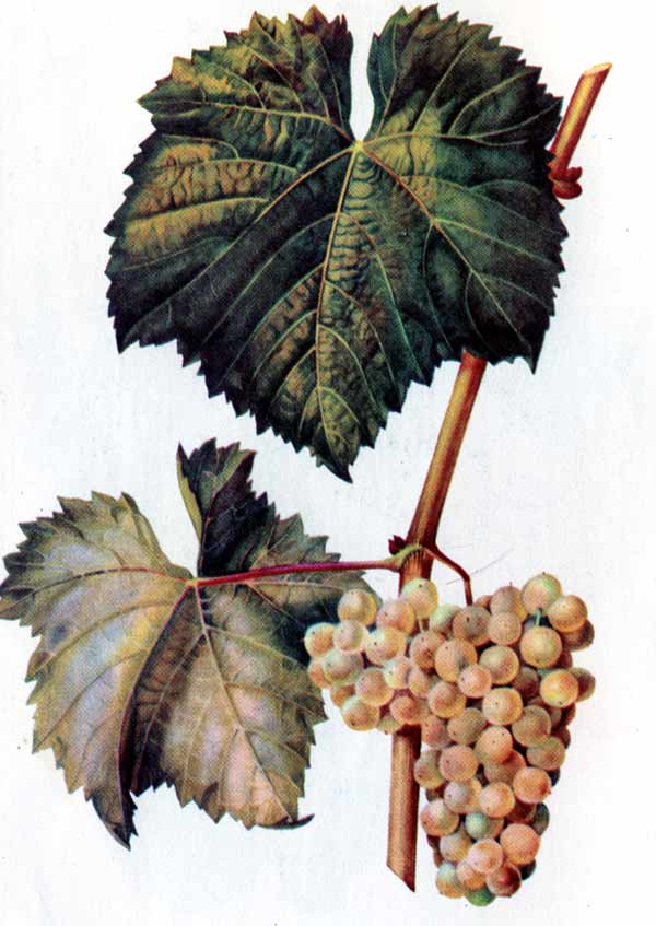 Алиготе - сорт винограда