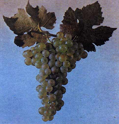 Гутедель - сорт винограда