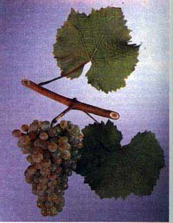 Вердельо - сорт винограда