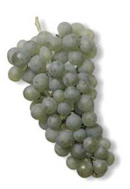 Мюллер-Тургау  - сорт винограда