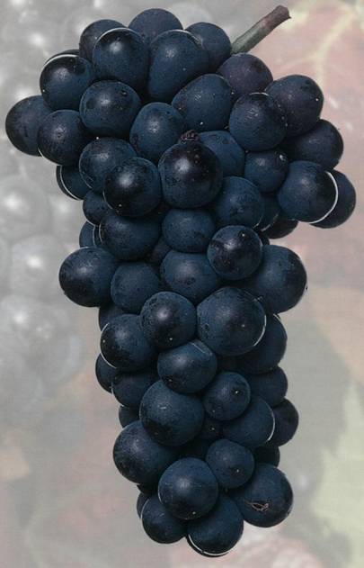Пино Нуар - сорт винограда
