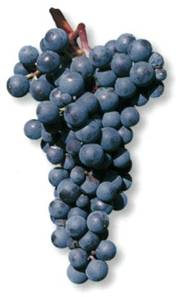 Цинфандель - сорт винограда
